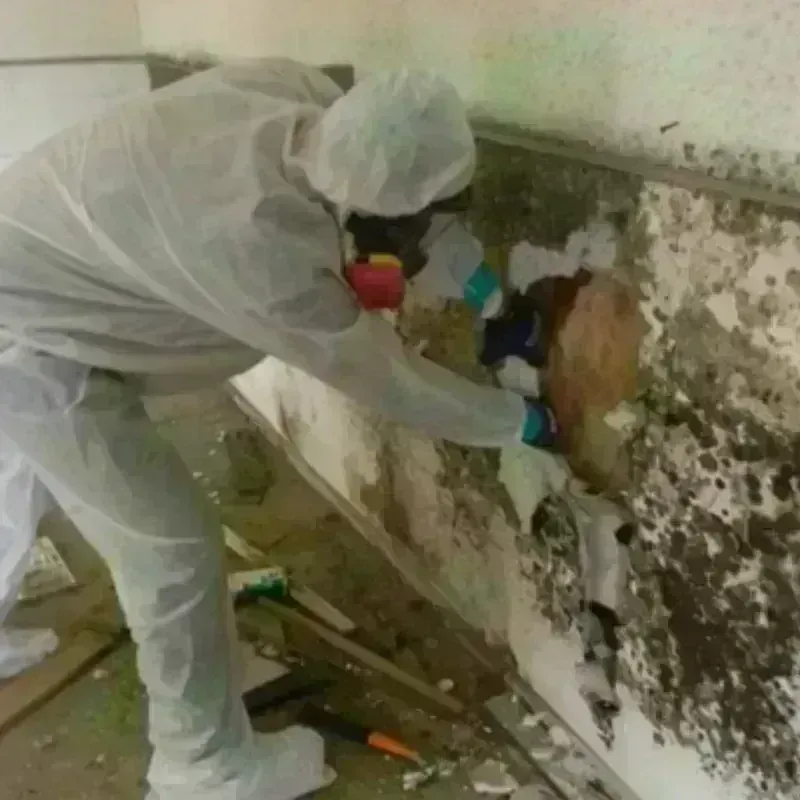 Mold Remediation and Removal in Garden City, TX